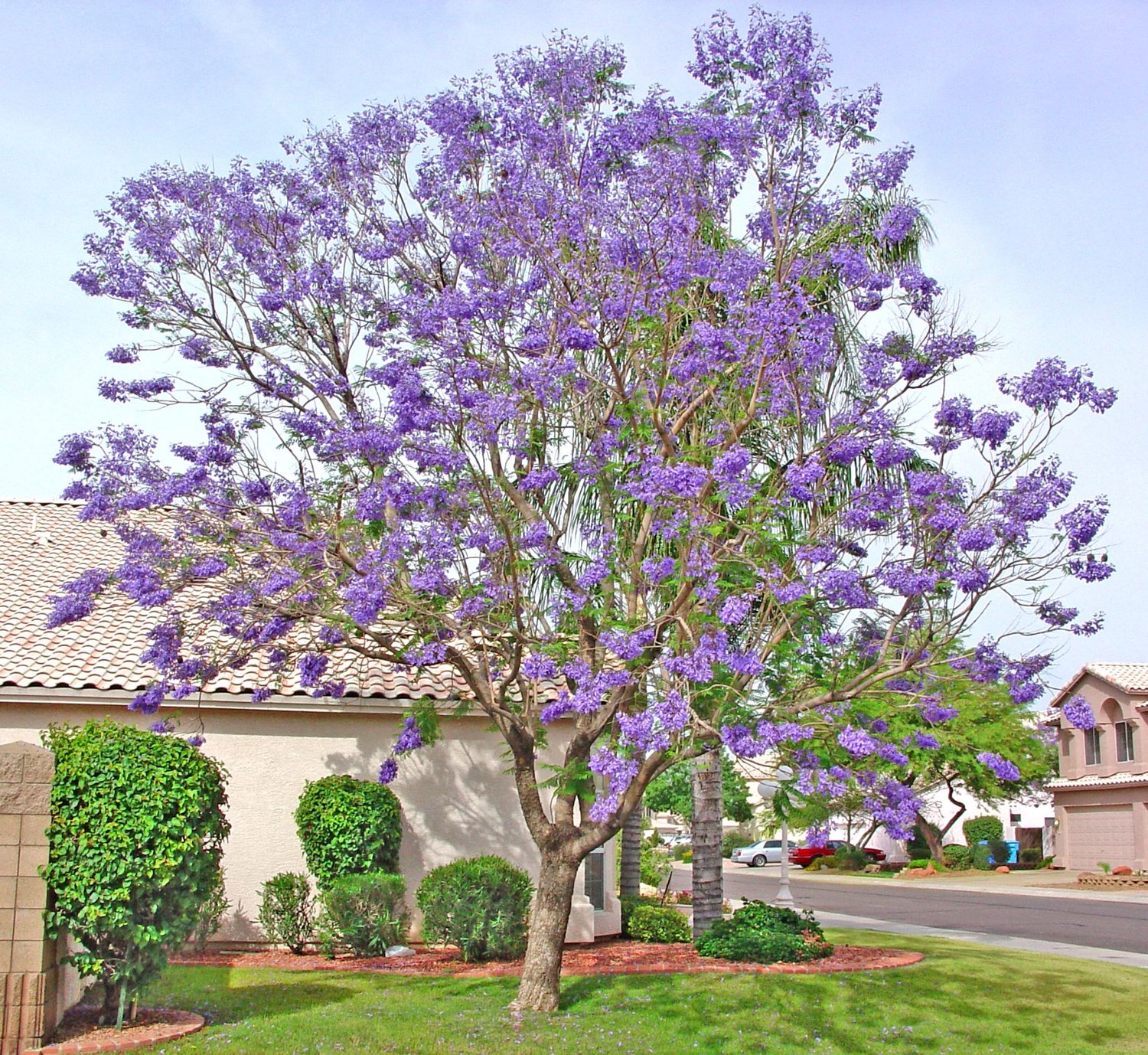 Best Trees to Plant Memorial Day Weekend